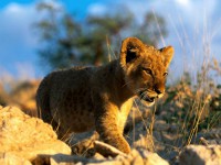 /album/dierenfotos/a668119010-jpg/