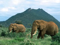 /album/dierenfotos/a700955605-jpg/