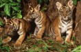 /album/fotogalerij/tijger-foto-copyright-alain-compost-wwf-canon-web-jpg1/